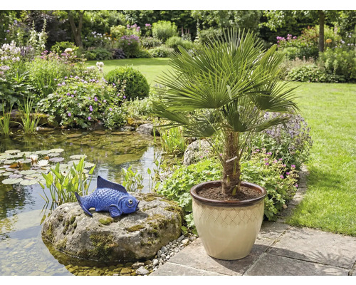 Scène de jardin avec bassin, figurine de poisson bleue sur pierre et palmier en pot