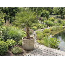 Aménagement paysager de jardin avec bassin et palmier chanvre en pot