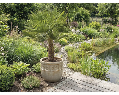 Aménagement paysager de jardin avec bassin et palmier chanvre en pot