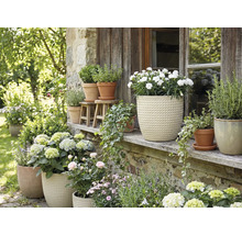 Blumenarrangement mit Topfpflanzen im Aussenbereich