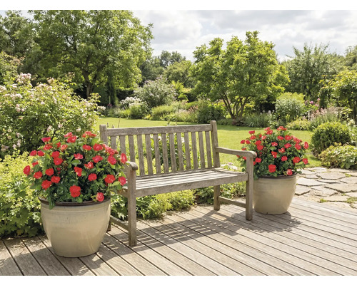 Banc en bois dans le jardin avec deux pots de fleurs contenant des roses rouges