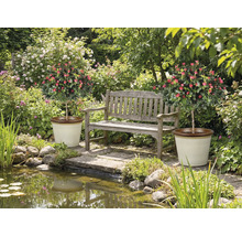 Garten mit Teich, Bank und zwei Rosenbäumchen in Töpfen