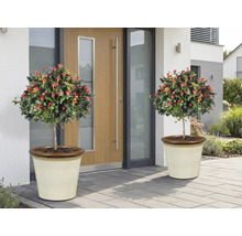 Zwei Rosenbäumchen mit roten Blüten in Pflanzgefäßen vor einer Haustür.