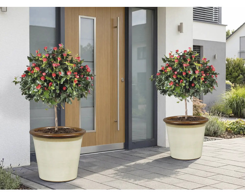 Zwei Rosenbäumchen mit roten Blüten in Pflanzgefäßen vor einer Haustür.