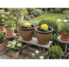 Vue de jardin avec des pots de fleurs sur un banc en bois et des tabourets, plantés de primevères et d'hortensias.