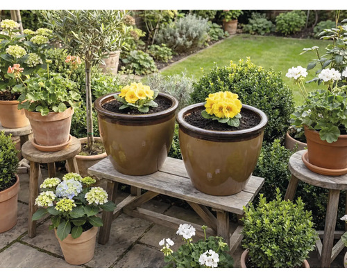 Vue de jardin avec des pots de fleurs sur un banc en bois et des tabourets, plantés de primevères et d'hortensias.