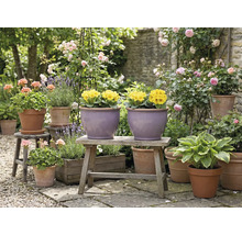 Ambiance de jardin avec des fleurs et des plantes en pots et en bacs sur une table de jardin et des tabourets