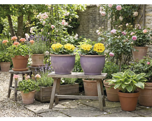 Ambiance de jardin avec des fleurs et des plantes en pots et en bacs sur une table de jardin et des tabourets