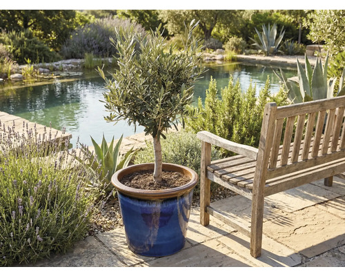 Olivier en pot à côté d'un banc en bois dans un jardin avec un étang