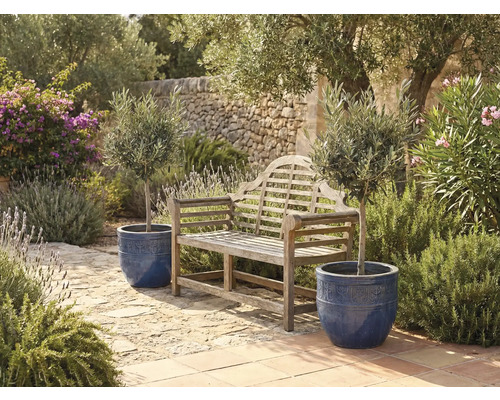 Banc de jardin en bois avec oliviers en pots dans un jardin lumineux