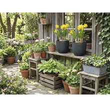 Scène de jardin idyllique avec diverses plantes en pots et bacs devant une cabane de jardin en bois.