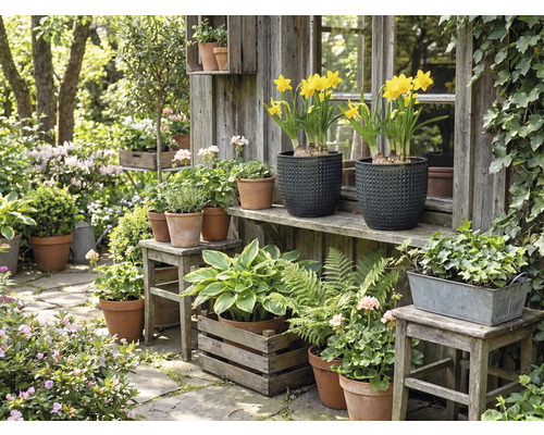 Scène de jardin idyllique avec diverses plantes en pots et bacs devant une cabane de jardin en bois.