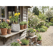 Jardin décoratif avec plantes en pot et fleurs sur une véranda en bois