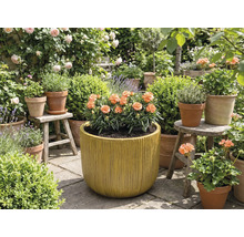 Garten mit Blumen in Töpfen und Pflanzgefäßen.