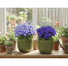 Pièce avec des plantes en pot fleuries sur un rebord de fenêtre