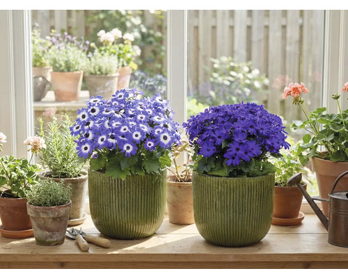 Pièce avec des plantes en pot fleuries sur un rebord de fenêtre