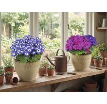 Deux plantes en pot avec des fleurs sur un rebord de fenêtre, plus un arrosoir et des petits pots.