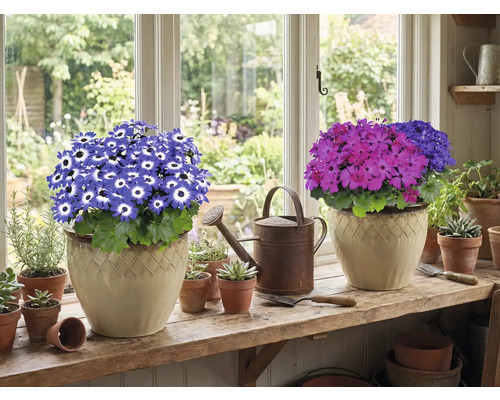 Deux plantes en pot avec des fleurs sur un rebord de fenêtre, plus un arrosoir et des petits pots.