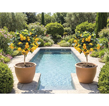 Deux citronniers en pot en terre cuite à côté d'une piscine dans un jardin.