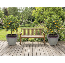 Jardin avec banc en bois et deux mandariniers dans des pots sur une terrasse en bois.
