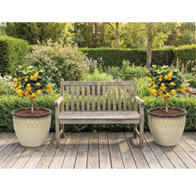 Scène de jardin avec banc en bois et deux mandariniers en pots