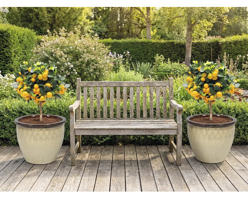 Scène de jardin avec banc en bois et deux mandariniers en pots
