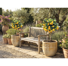 Scène de jardin avec des citronniers en pot et un banc en bois