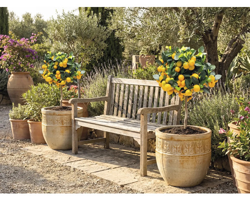 Scène de jardin avec des citronniers en pot et un banc en bois