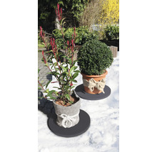 Dans le jardin, un laurier-cerise et un buis en pot.