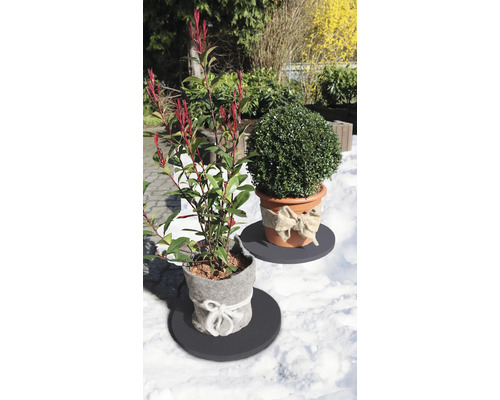 Dans le jardin, un laurier-cerise et un buis en pot.