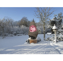 Paysage hivernal avec plante en pot et housse de protection hivernale avec motif de rose