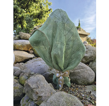 Arbre planté avec sac de protection hivernale et noeud