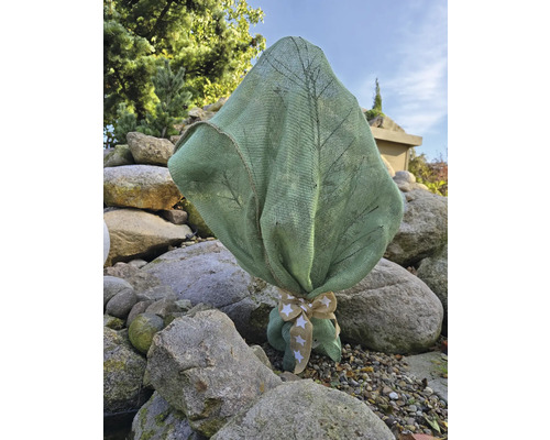 Arbre planté avec sac de protection hivernale et noeud