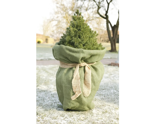 Épicéa conique dans un sac de jute avec un nœud