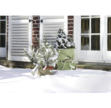 Winterliche Gartenszene mit verschneiten Pflanzen in Jutesäcken vor einem Haus