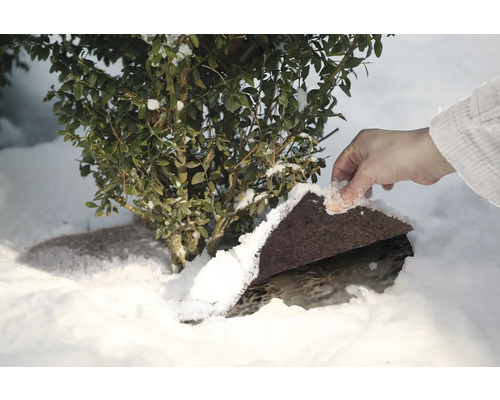 Scène hivernale avec plante et protection contre le gel