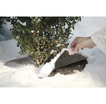 Arbuste dans la neige protégé du gel par une plaque de pierre