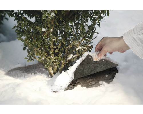 Arbuste dans la neige protégé du gel par une plaque de pierre
