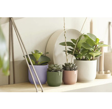 Verschiedene Zimmerpflanzen in Pflanzgefäßen auf einem Regal