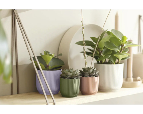 Verschiedene Zimmerpflanzen in Pflanzgefäßen auf einem Regal