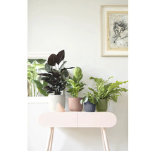 Plantes d'intérieur décoratives en pots sur une console