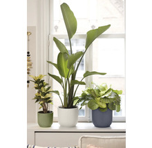 Plantes d'intérieur en pot sur un rebord de fenêtre.