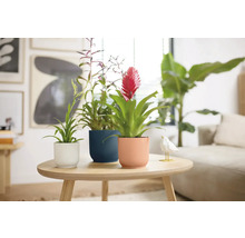 Trois bromélias en pot sur une table dans un salon lumineux.