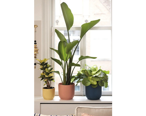 Drei Zimmerpflanzen in Blumentöpfen auf einem Fensterbrett