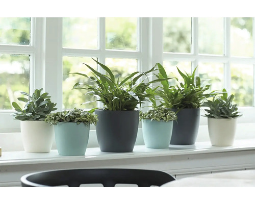 Rebord de fenêtre avec différentes plantes d'intérieur dans des pots de fleurs