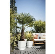 Terrasse de toit lumineuse avec palmier et plante ornementale dans des pots blancs, canapé de jardin en bois avec coussins sur terrasse en bois.