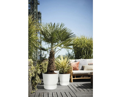 Terrasse de toit lumineuse avec palmier et plante ornementale dans des pots blancs, canapé de jardin en bois avec coussins sur terrasse en bois.