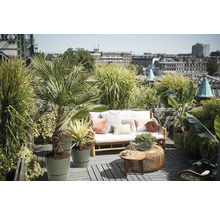Toit-terrasse avec canapé en bois, coussins, tables d'appoint rondes et diverses plantes en pot comme des palmiers et des herbes ornementales.