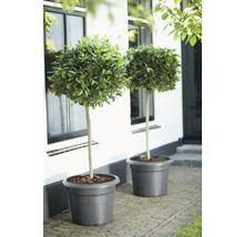 Zwei Lorbeerbäume auf Stamm in großen grauen Pflanztöpfen vor einer weißen Hausfassade.