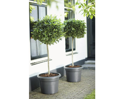 Zwei Lorbeerbäume auf Stamm in großen grauen Pflanztöpfen vor einer weißen Hausfassade.